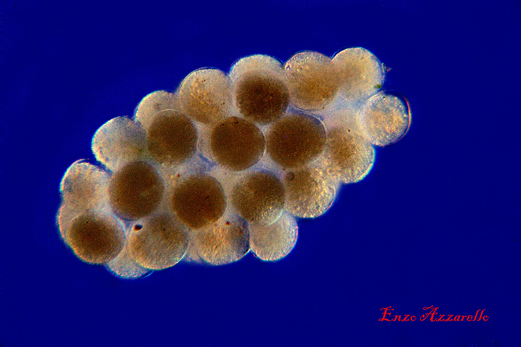 Uova di copepode - campo scuro - Rheinberg